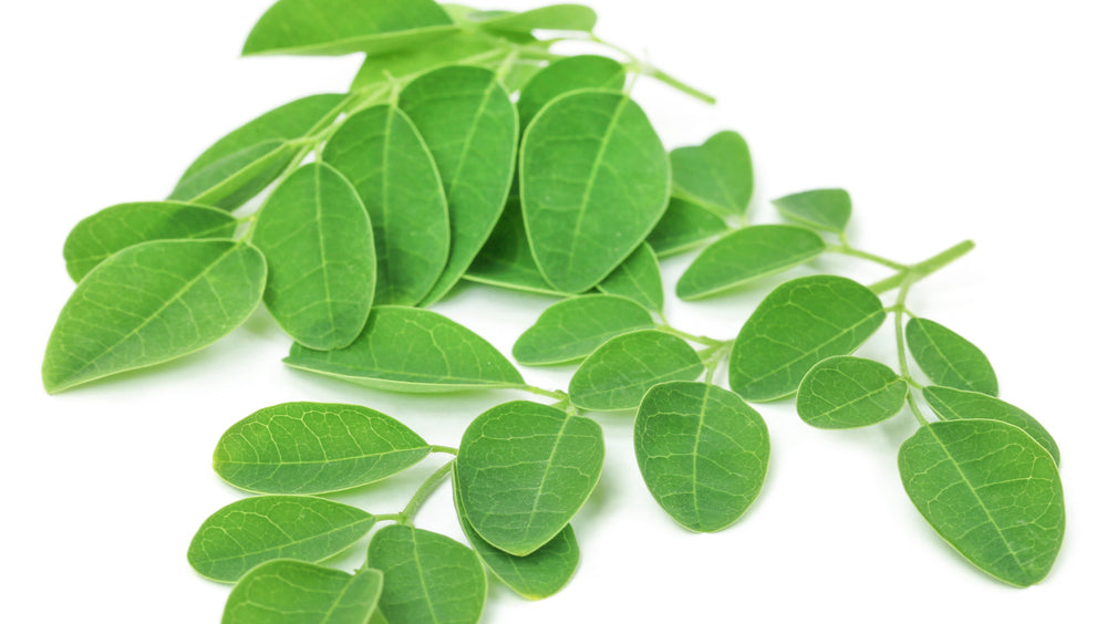 Moringa: Microgreen mit Makro-Vorteilen